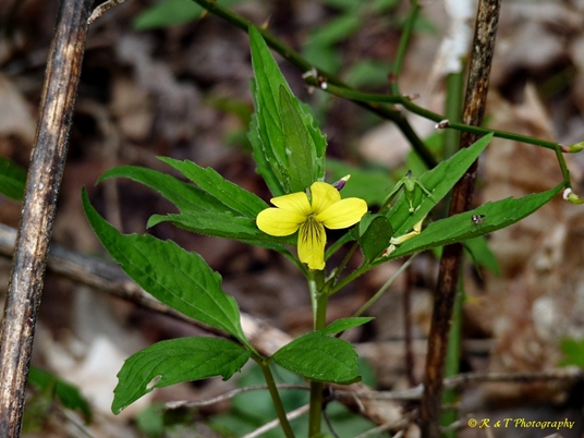{Viola tripartita}
